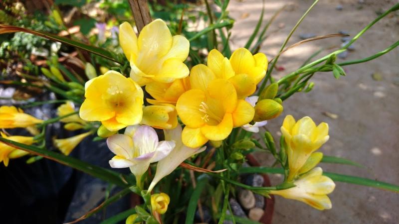 Most Beautiful Flowers in the World